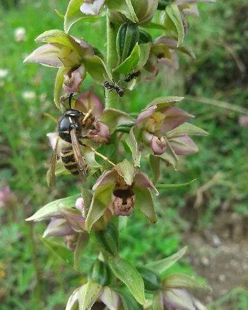 Appartement Alpensonne *