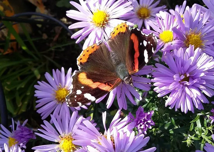 Alpensonne * ノイシュティフト・イム・シュトゥーバイタール