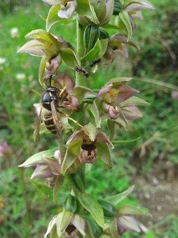 Апартаменти Alpensonne *